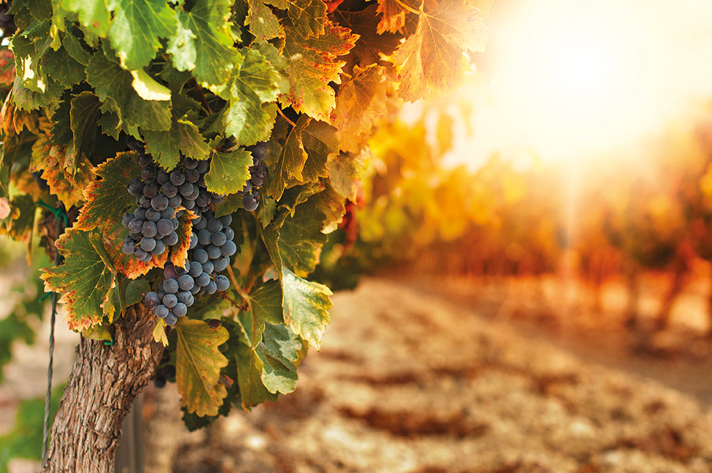 Reben rund um den Thunersee