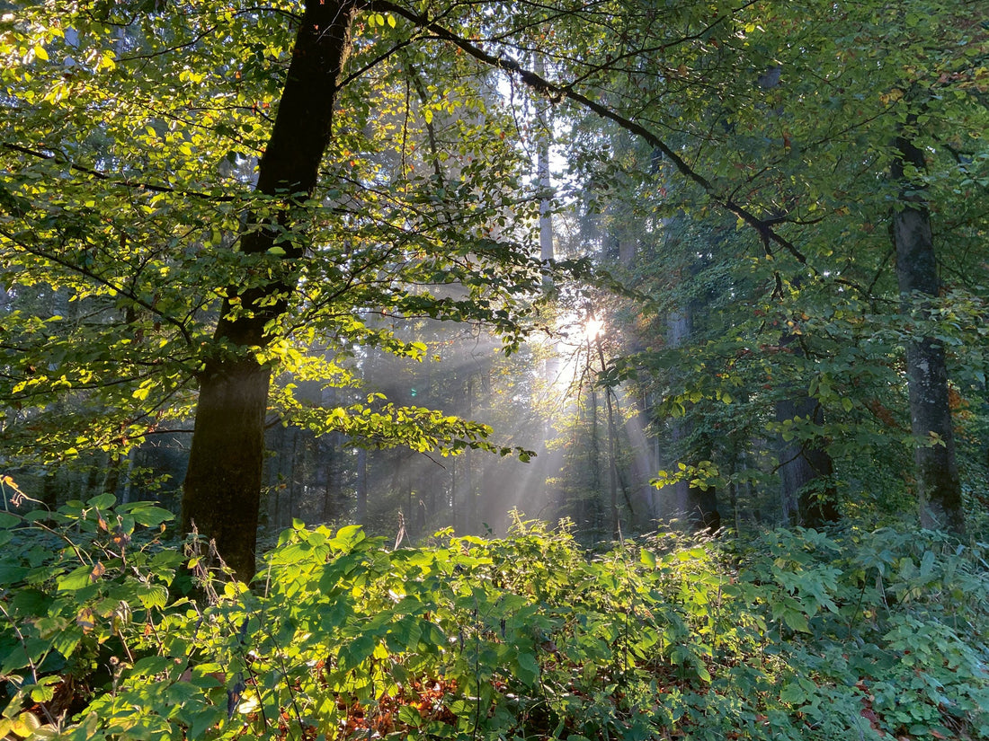 Waldbaden: Natur tut gut