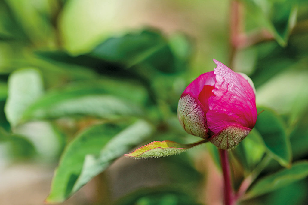 Die Magie der Pfingstrosen