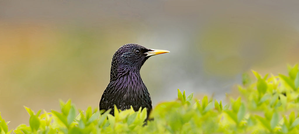 Amsel­ Drossel Fink und Star