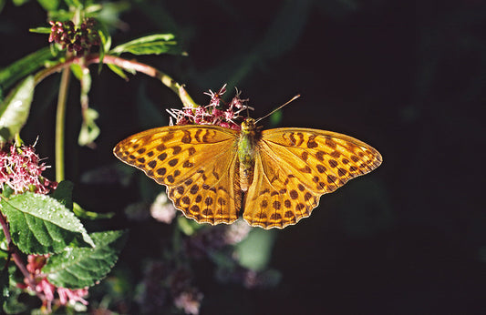 Der Wald und sein Saum