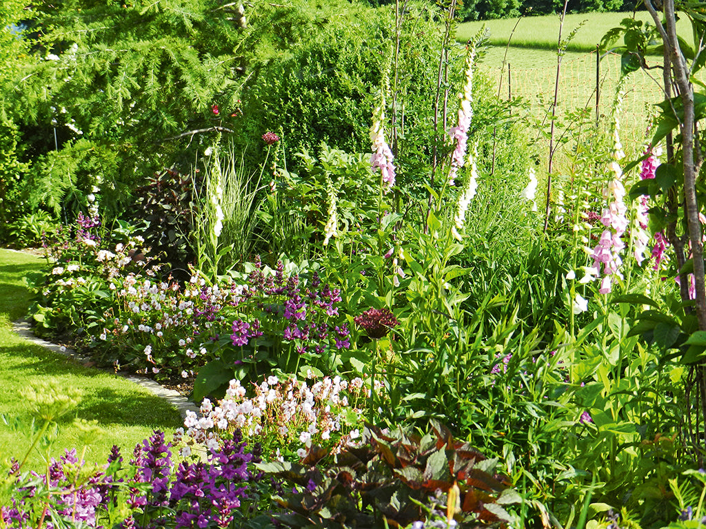 Rosettes Garten: Mit Pflanzen Akzente setzen