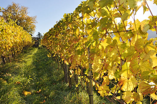 Weinbauregion Thunersee – Vielfalt edler Tropfen