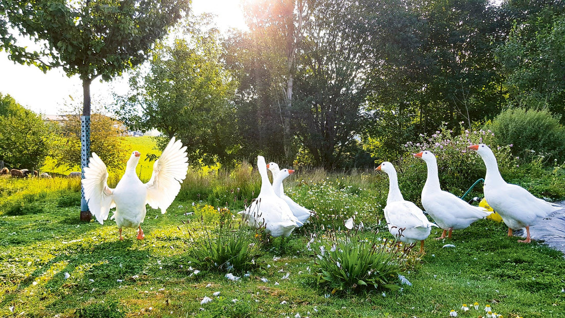 Gartenhof mit schnatternder Gänseschar