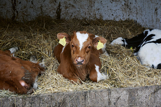Aromatherapie im Stall
