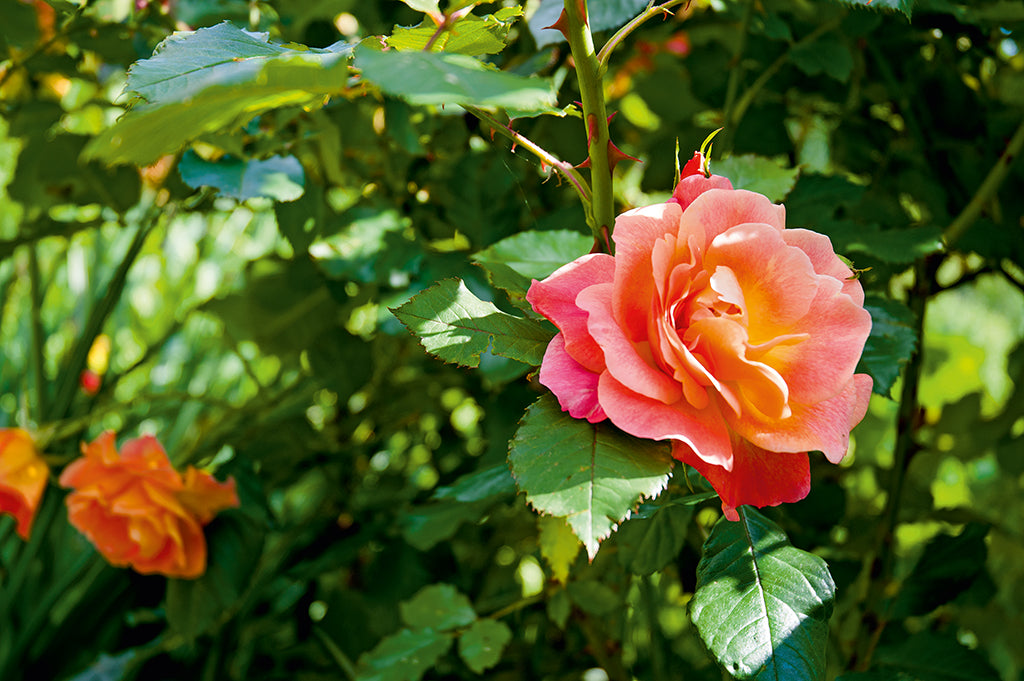 Ein Garten zum Verlieben