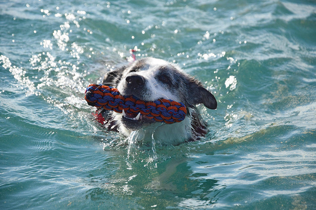 Früh übt sich, wer Wasserrettungshund werden will