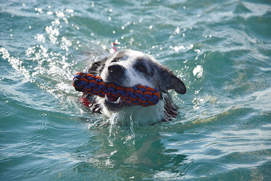 Früh übt sich, wer Wasserrettungshund werden will