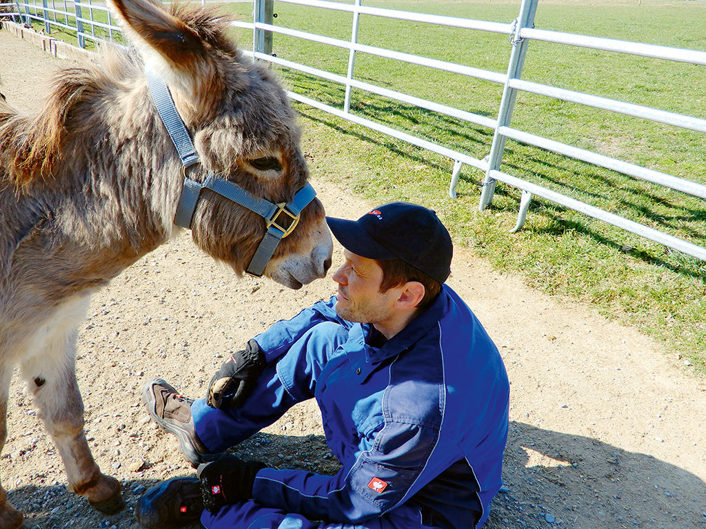 Die Höchmatter Esel –  Filmstars mit starken sozialen Eigenschaften