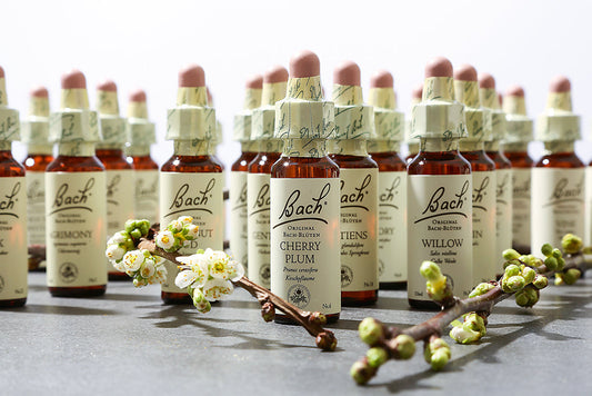 Naturapotheke: Bach-Blütentherapie