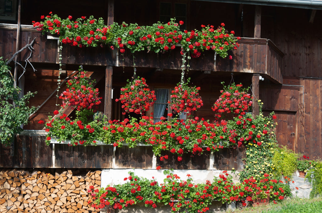 Blumengeschmückte Bauernhäuser: Heimelige «Meiestöck» auf Lauben  und Dielen