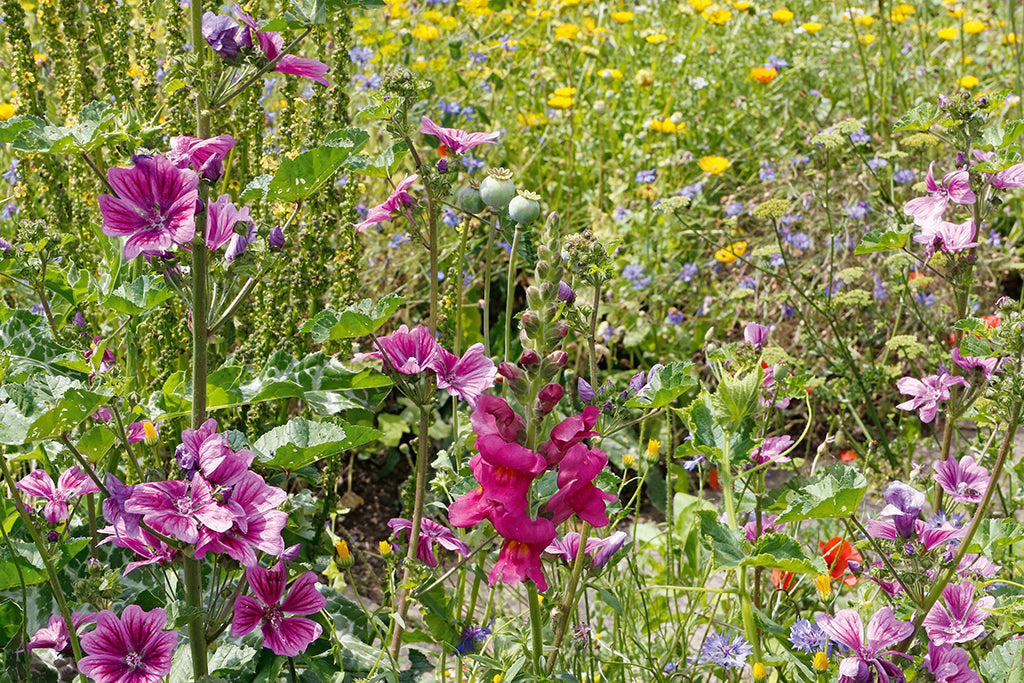 Elisabeth Salzmann: Im Reich der Farben, Formen und Gerüche