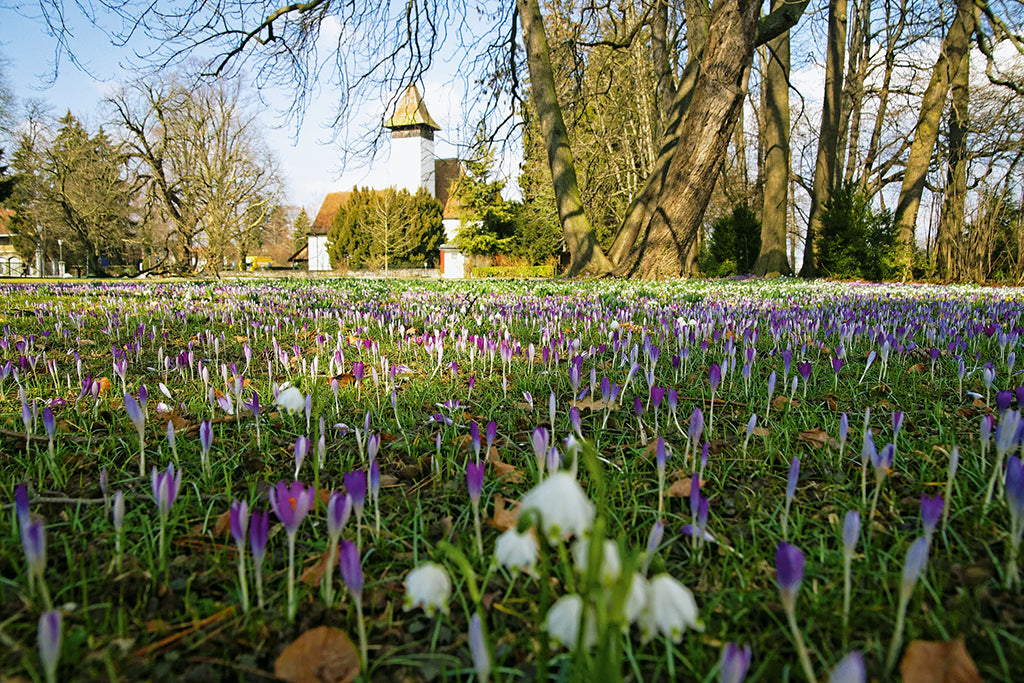 Krokusse im Schadaupark