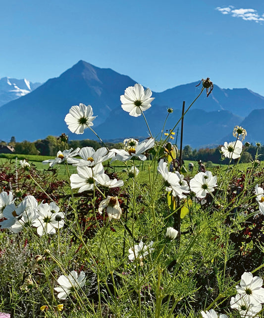 Einheimische Wildpflanzen und Gartengöttin Flora