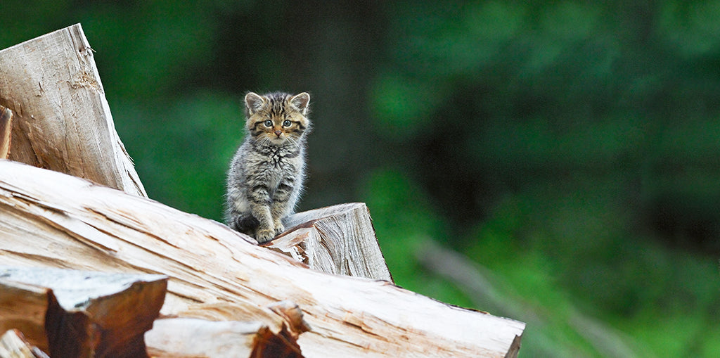 Die Europäische Wildkatze – intelligente Jägerin mit bewegter Vergangenheit