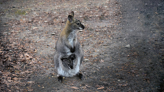 Nachwuchs im Schlosspark Hünegg