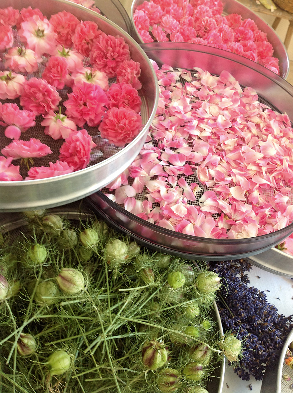 Schönheit und Genuss aus meinem Garten