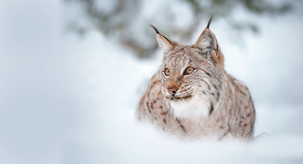 Der Luchs – eine liebenswerte, wilde Katze