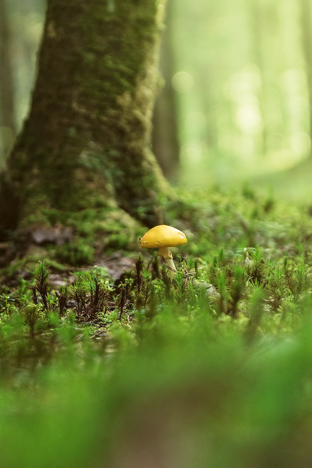 Entdecken – Pilzreise