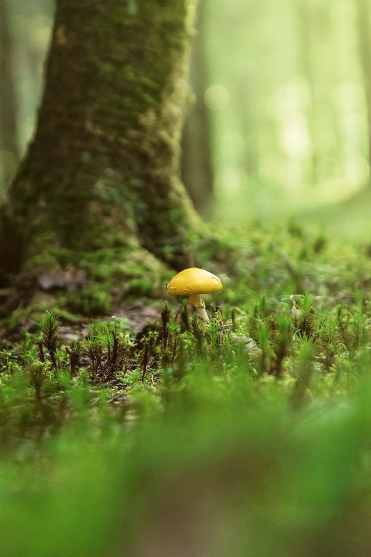 Entdecken – Pilzreise