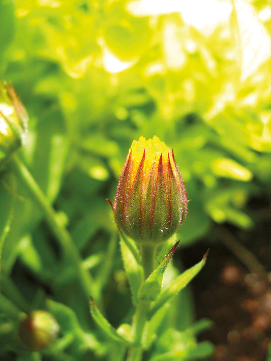 Venenmittel aus der Natur