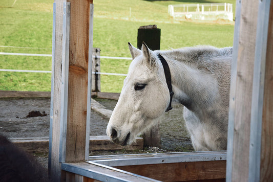 Geniessen ab Hof – Vielfalt und Innovation auf Hof und Alp