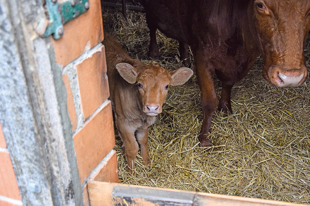 Geniessen ab Hof – Iseltenalpkäse und Forellenwildfang