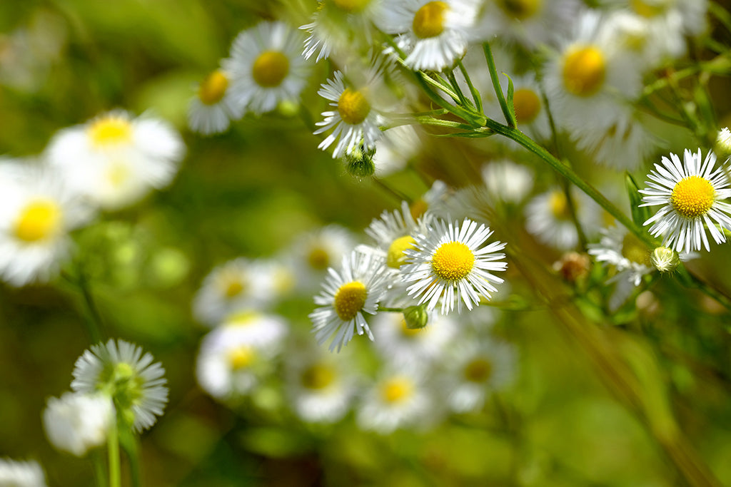 Naturapotheke – Mikroben –Wegbegleiter des Menschen