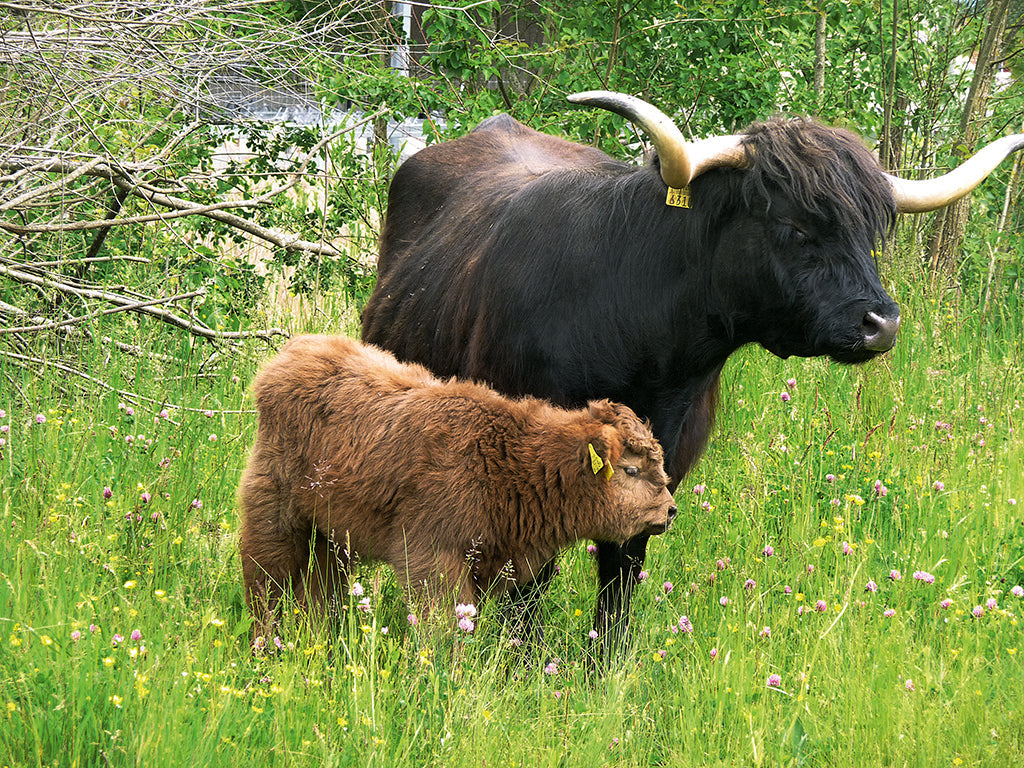 Niedliche Exoten am Thunersee