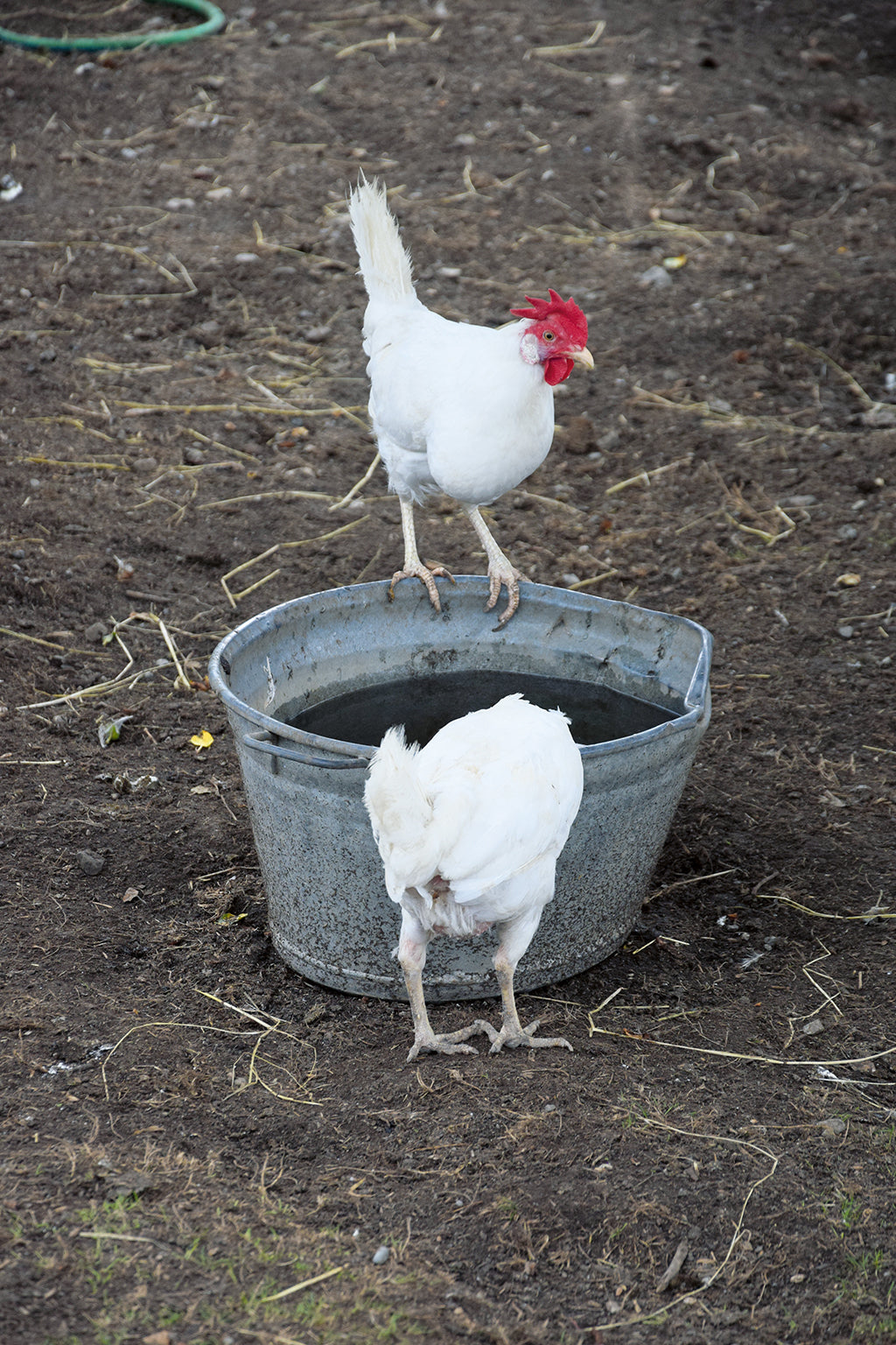 Biohof Dittlige: Hahn im Glück