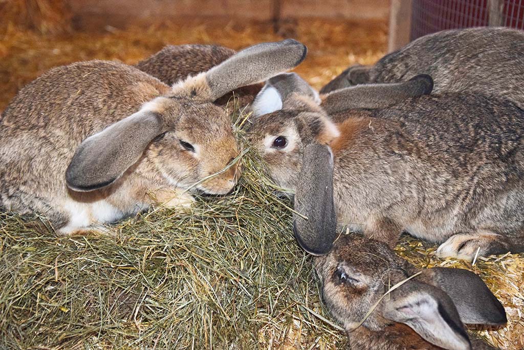 Von glücklichen Kaninchen und Kindern