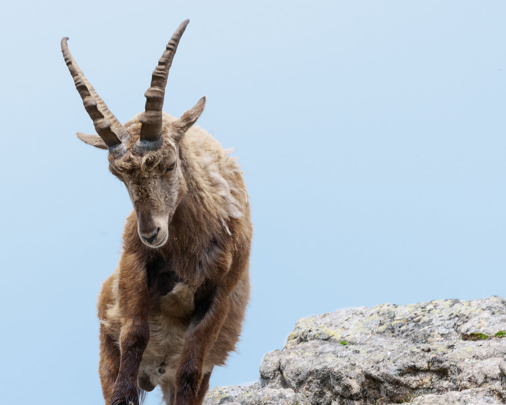 Die Wildhut: Einheimische Tierwelt erhalten und fördern