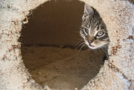 Ferien für Vierbeiner