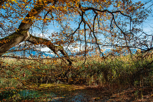 Ein herbstlicher Besuch am See