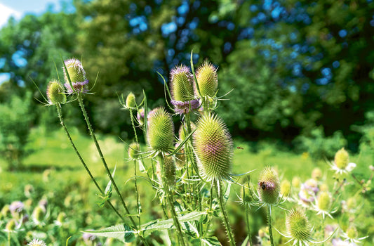 Wunderpflanze Feuerdrachenschlange