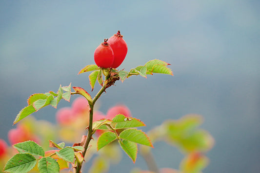 Diemtigtalrose