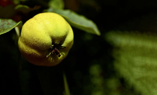Die Quitte – eine wiederentdeckte Gaumenfreude