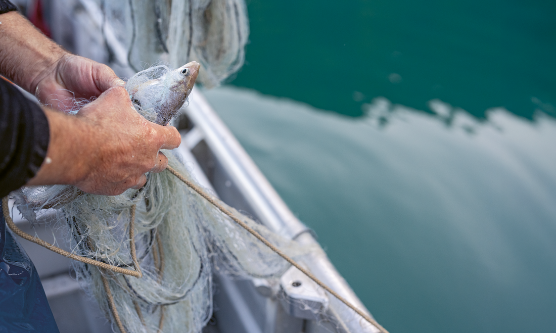 Unter  der Oberfläche Teil 3 – Fangen, ohne zu rauben: Die Kunst des Fischens