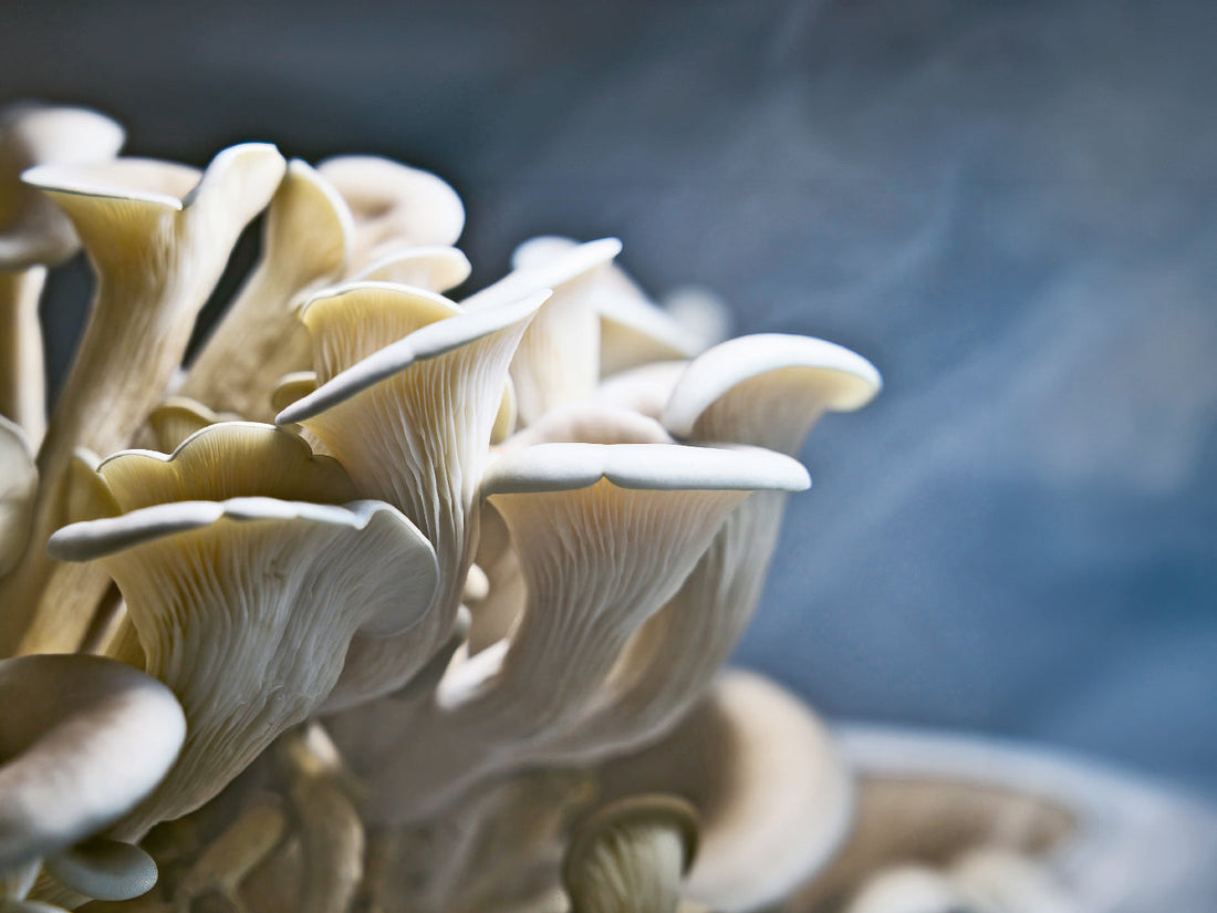 Fungi Futuri: Eine ganz schön pilzige Sache