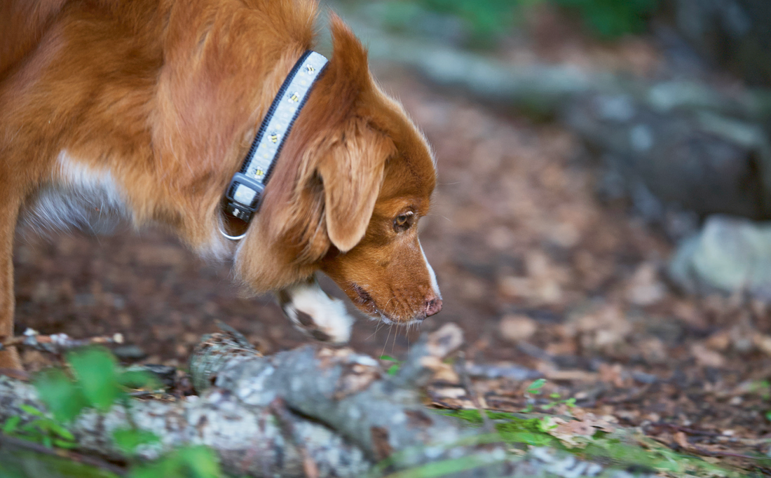 Die Krux beim Schnüffeln von Trüffeln