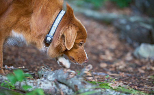 Die Krux beim Schnüffeln von Trüffeln
