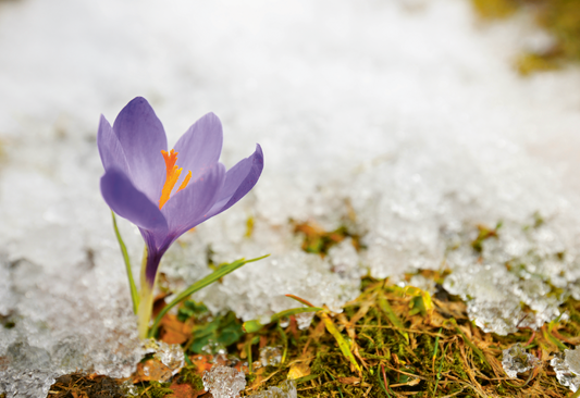 Krokusse, überraschende Frühstarter