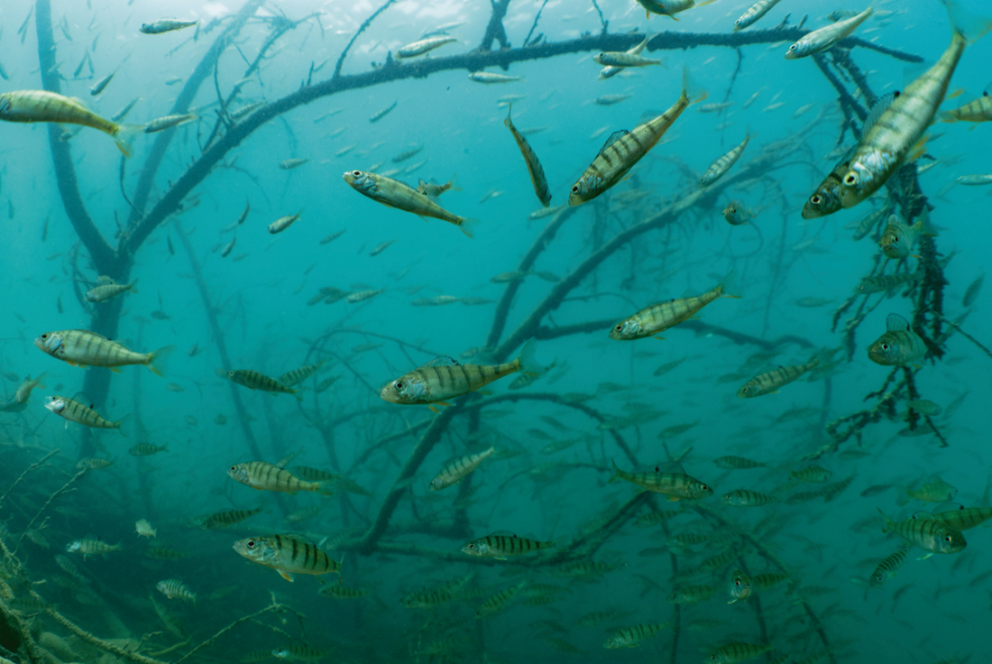 Faszinierende Fischwelt im Thunersee