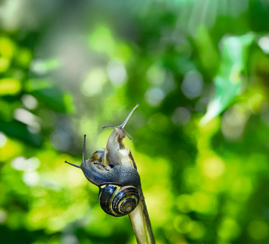 Auf langsamen Spuren für fruchtbare Böden