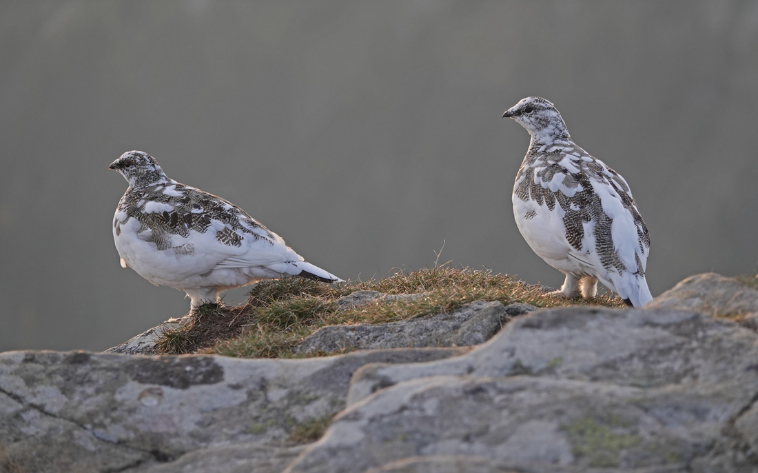 Gefiedert, getarnt, gefährdet: das Alpenschneehuhn