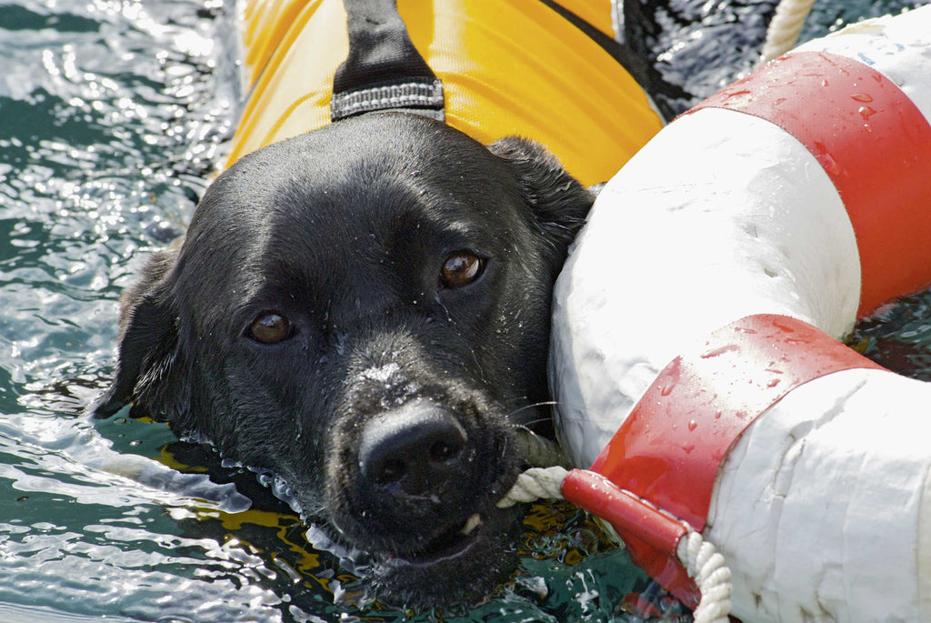 Seerettung: Baywatch auf tierische Art