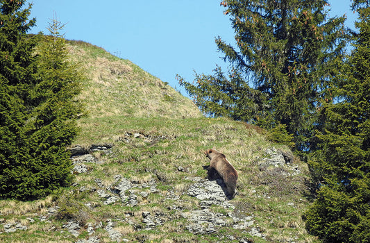 BäreLiebi – Wie der Bär vom Eriz für Schlagzeilen sorgte