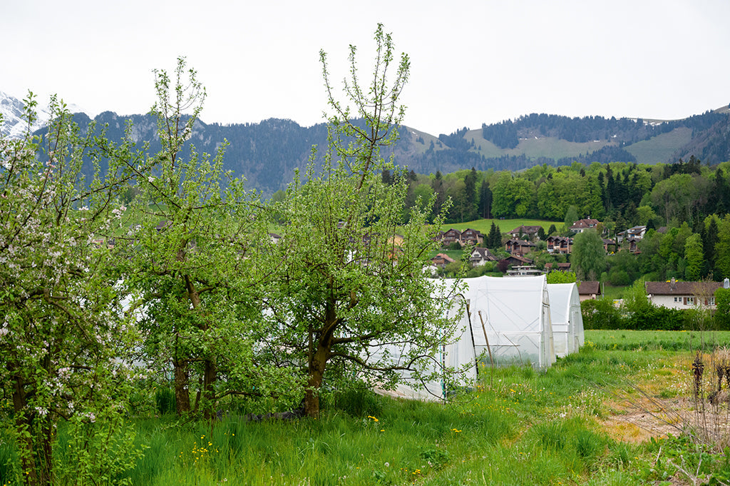 Geniessen ab Hof – Frisches aus  dem Naherholungsgebiet Bonstetten