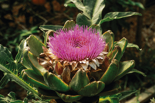 Naturapotheke: Pflanzliche Urtinkturen