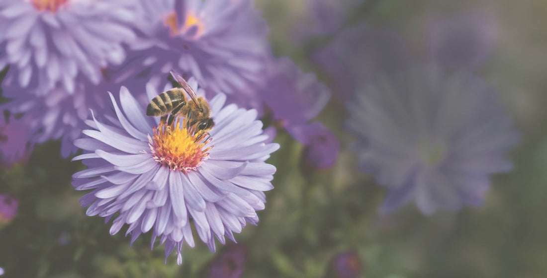 Die Wunderprodukte der fleissigen Bienen